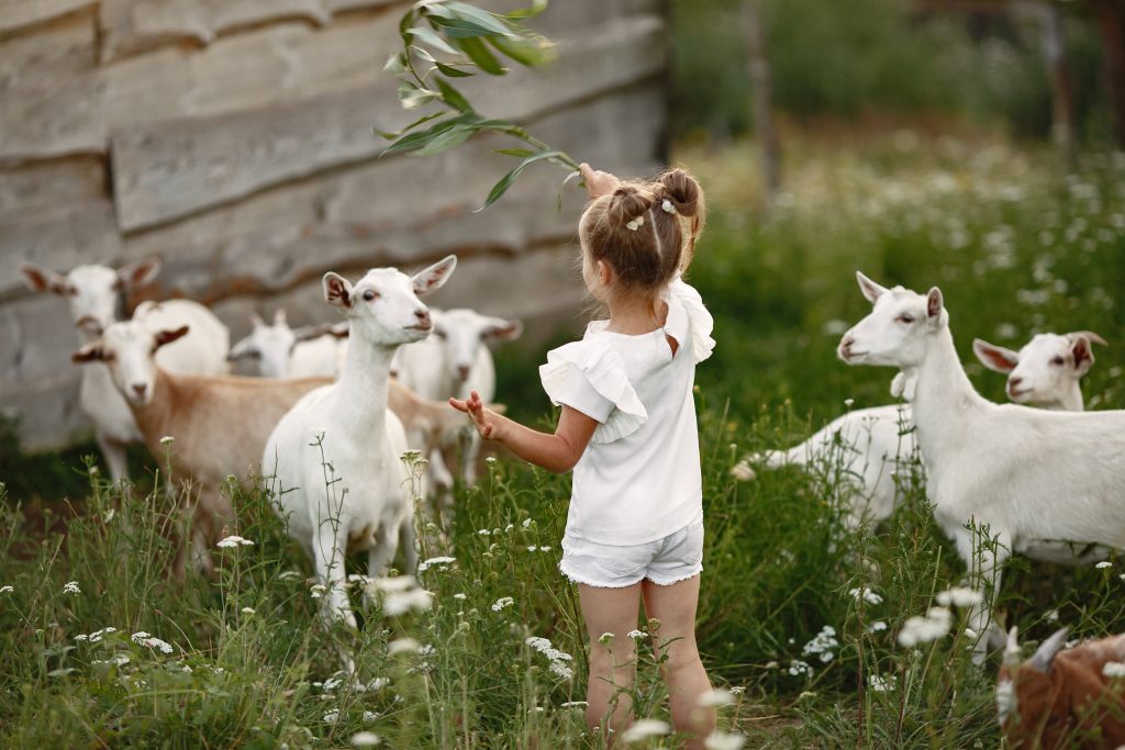 Kinderboerderij in Veenendaal